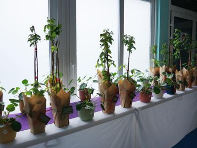 Les plantes offertes à la Fête des Famille © Ville de La Madeleine
