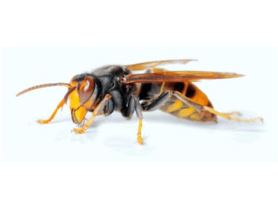 Frelon asiatique